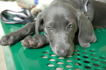 Weimaraner Puppy