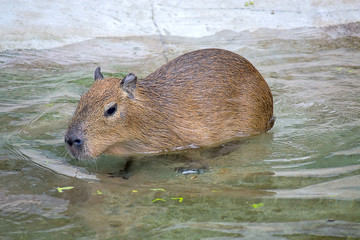 Capybara