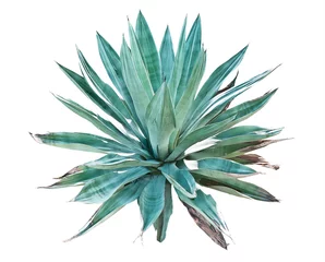 Meubelstickers Blue agave on a white background © Sergey Belov