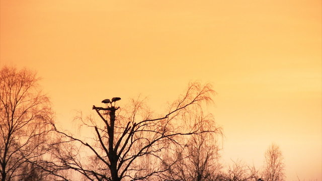 Sunset silhouette of white storks in nest