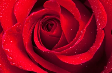 Türaufkleber Rose © SkyLine