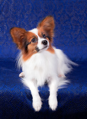 Papillon dog