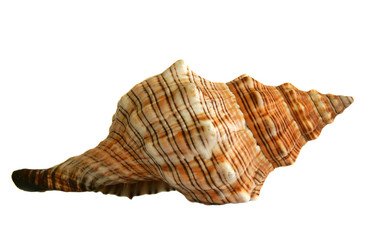 Sea shell