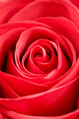 Beautiful red rose macro