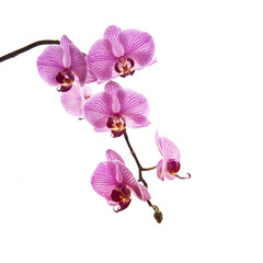 Pink phalaenopsis orchid
