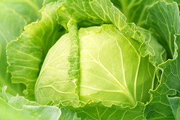 Vegetables cabbage fresh