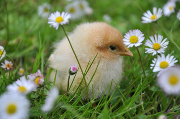 Küken zwischen Gänseblümchen