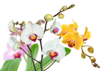 Fototapeta na wymiar Orchideen 94