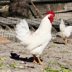 gallo