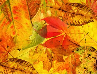 Herbsthintergrund (Blätter) querf.