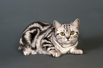 Obraz premium British short-haired cat
