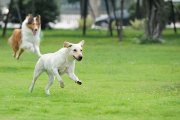 Two dog chasing