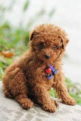 Toy poodle dog