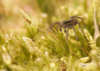 Pardosa