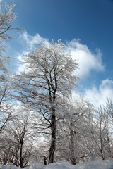 frost tree
