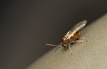 Cynipidae