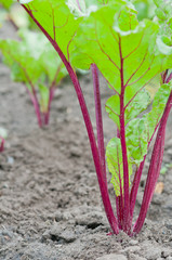 Young beet sprouts