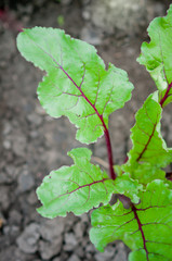 Young beet sprouts