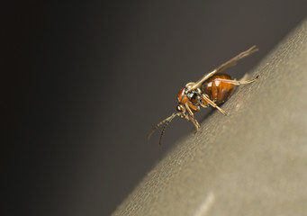 Cynipidae