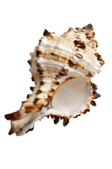 isolated shell