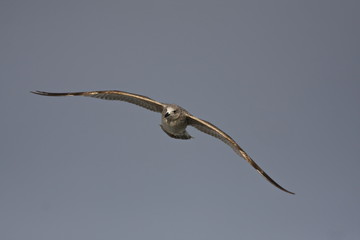Larus argentatus - Herring Gull