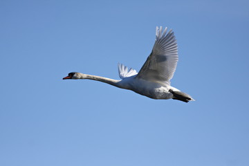 Flying white swan - Cygnus olor