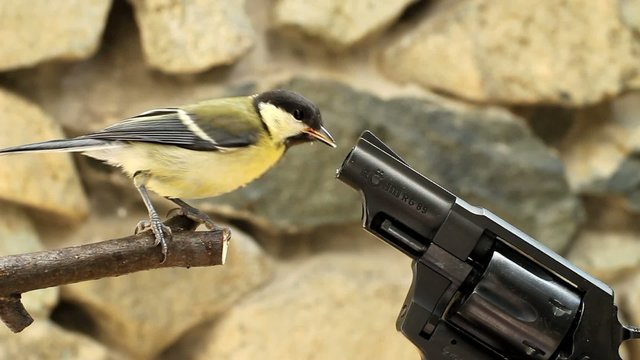 weapons expert