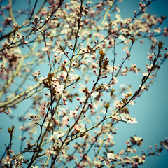 blooming apricot trees
