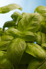 foglie di basilico sullo sfondo del cielo