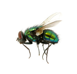 green fly