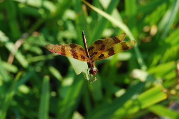 Dragon Fly