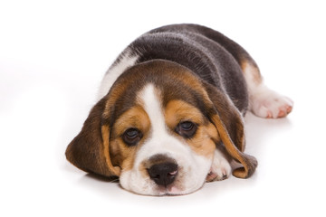 Beagle puppy on white background