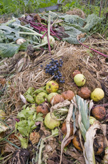 Apples,grapes and different vegetables  on a compost heap