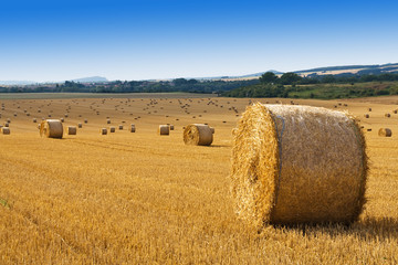 Weizenfeld Rundballen Erntezeit