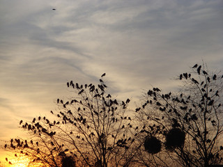 Fototapeta premium Birds