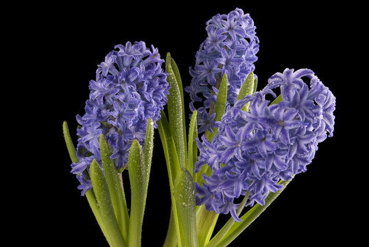 Fototapeta wet purple flowers