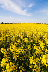 Rapsfeld Sommer Erntezeit