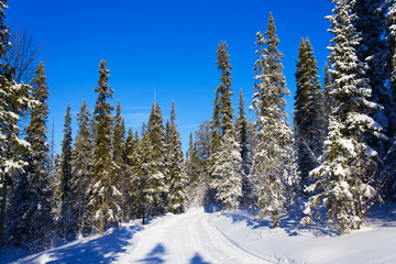 Spruce trees covered with snow