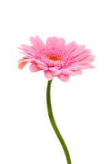 blume,gerbera