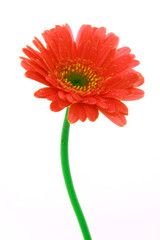 gerbera,rot
