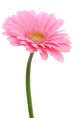 blume,gerbera
