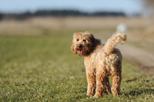Wuschelhund
