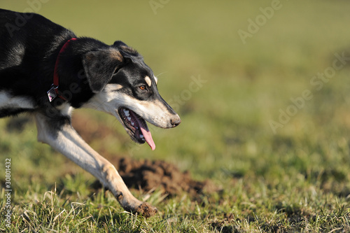 "Hund auf Fährtensuche" Stockfotos und lizenzfreie Bilder auf Fotolia