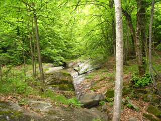 Pinewood near Toce river