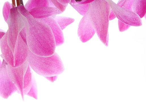 cyclamen,hintergrund