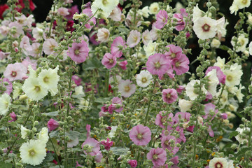 Hollyhocks (Alcea rosea)