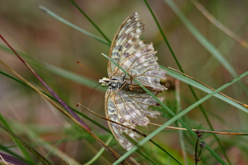 A butterfly holding on to a grass straw