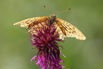 A butterfly on top off a flower