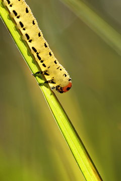 A closeup on a caterpillar walking on a grass straw.