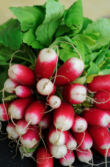 Botte de radis